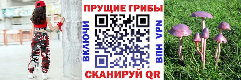 Галлюциногенные грибы Cubensis MEGA сайт Бабушкин хочу